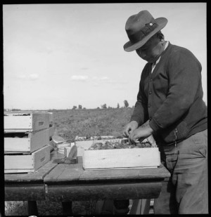 1901 Japanese-Mexican_Labor_Association_is_formed_Florin_California_Strawberry_truck_farmer_who_came_to_the_United_States_from_Japan_in_1902